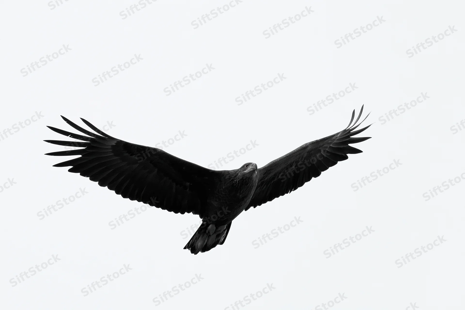 Bald eagle soaring with wings fully spread against white sky