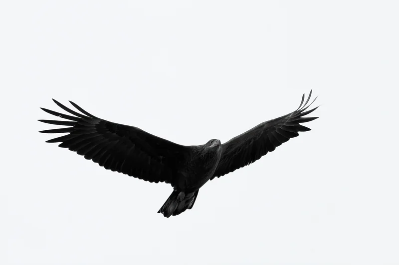 Bald eagle soaring with wings fully spread against white sky