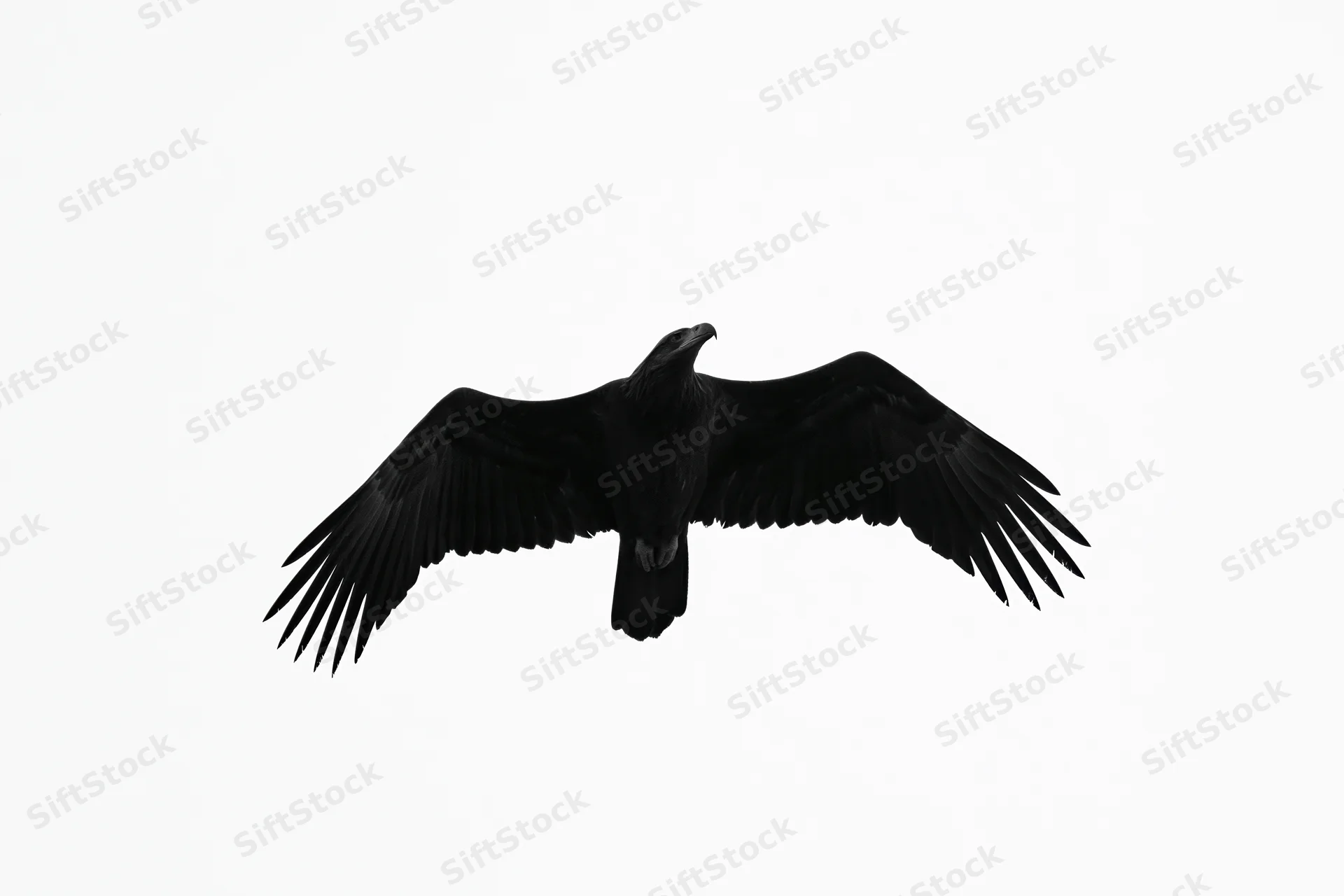 Black eagle in flight with wings fully spread against white background