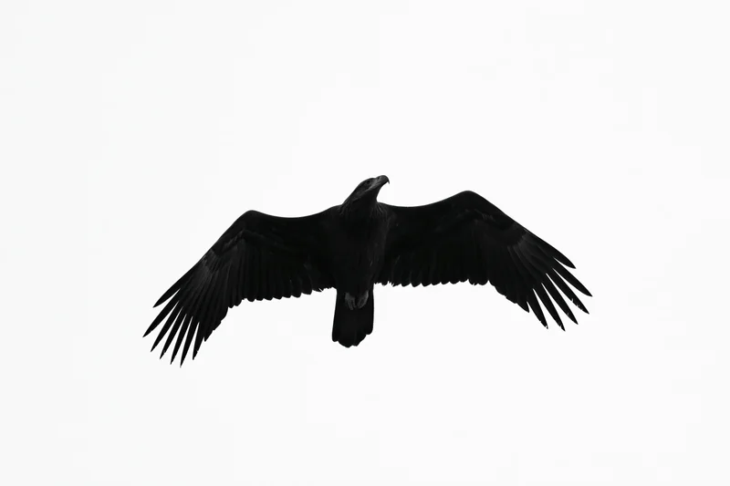 Black eagle in flight with wings fully spread against white background