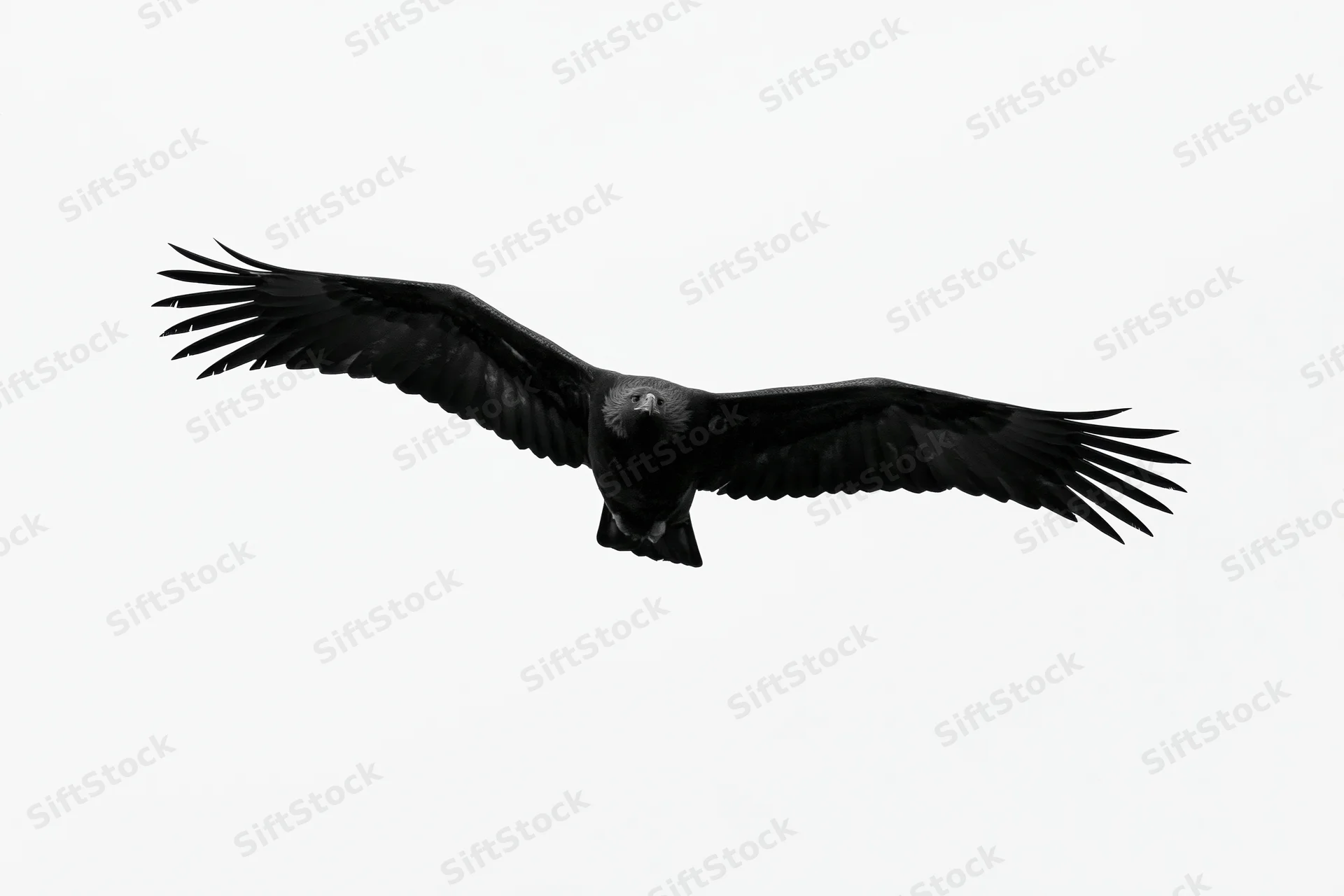 Black eagle soaring with wings fully spread against white background