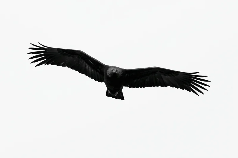 Black eagle soaring with wings fully spread against white background