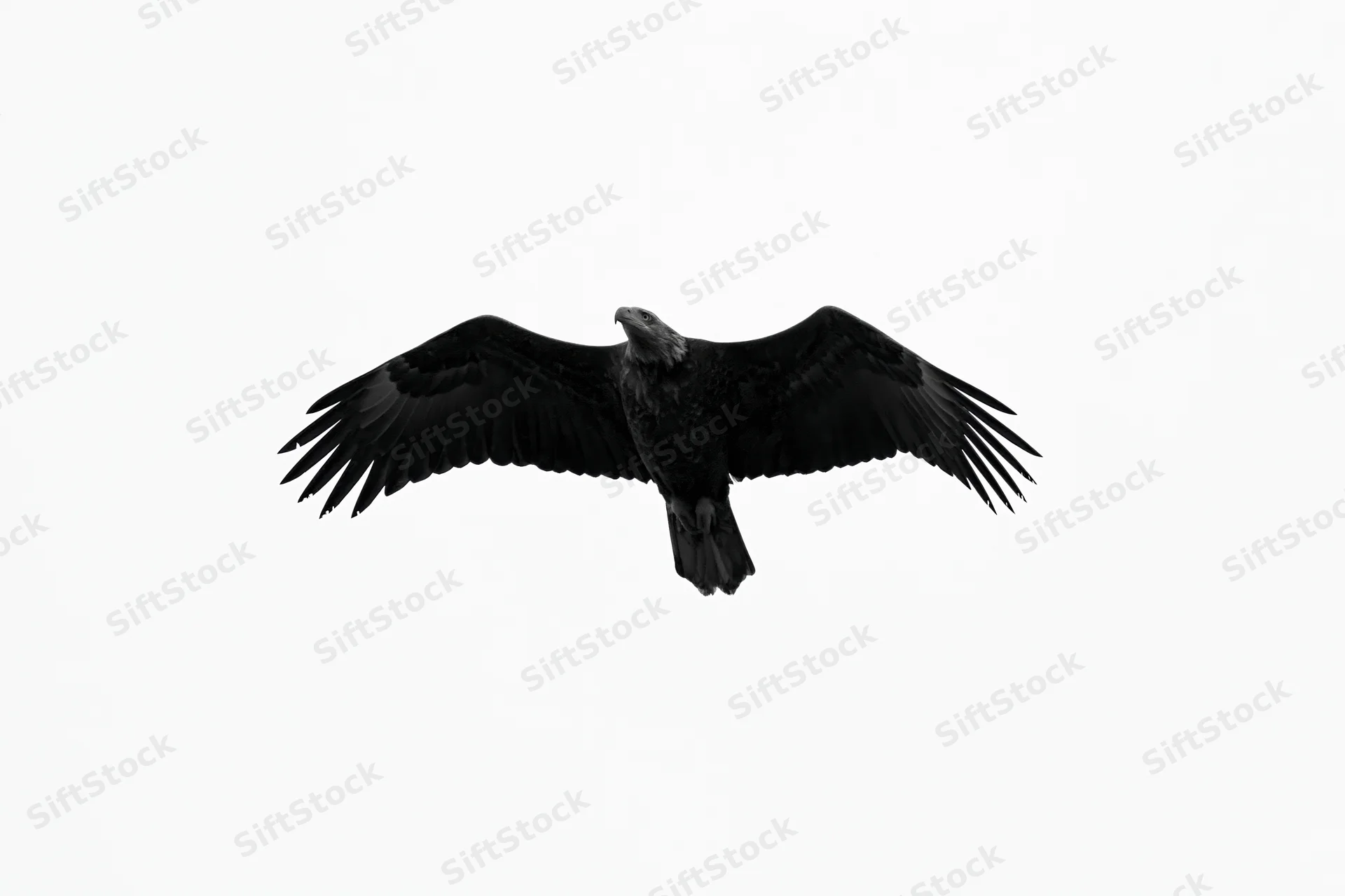 Bald eagle soaring with wings fully spread against white background