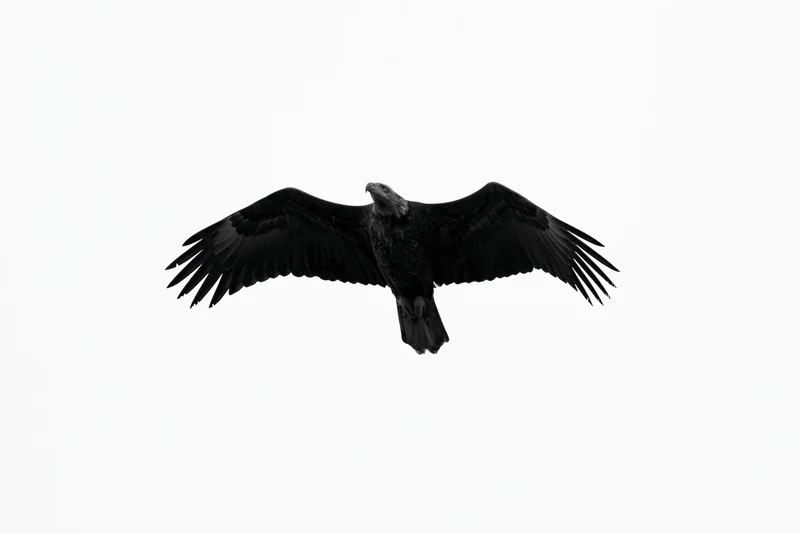 Bald eagle soaring with wings fully spread against white background