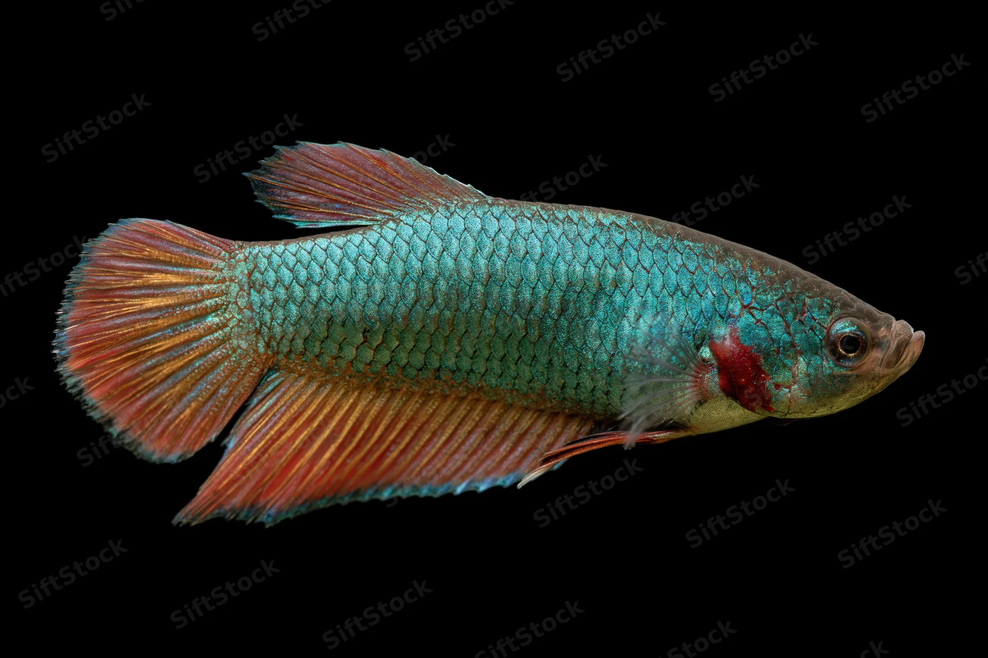 Betta fish in profile with iridescent blue-green scales and red-orange fins against black background