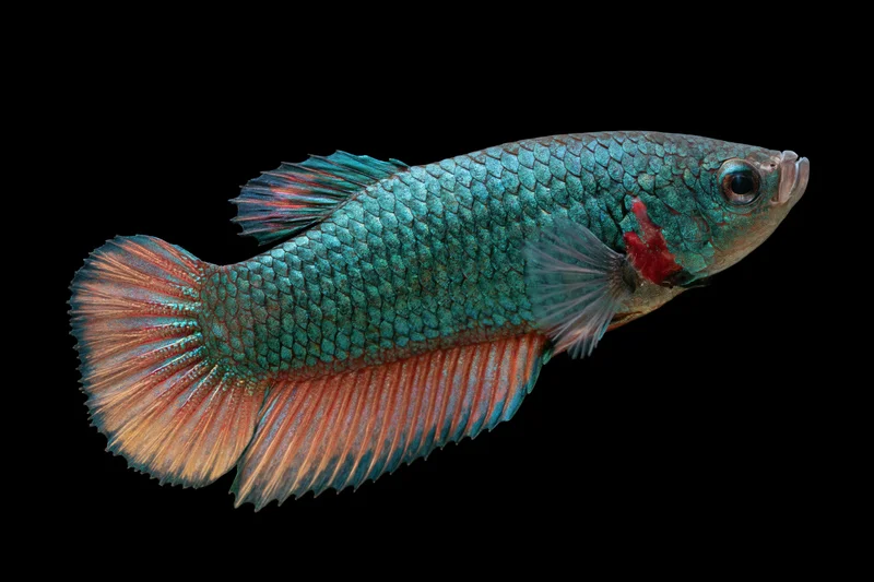 Betta fish in profile with iridescent blue scales and red-orange fins against black background
