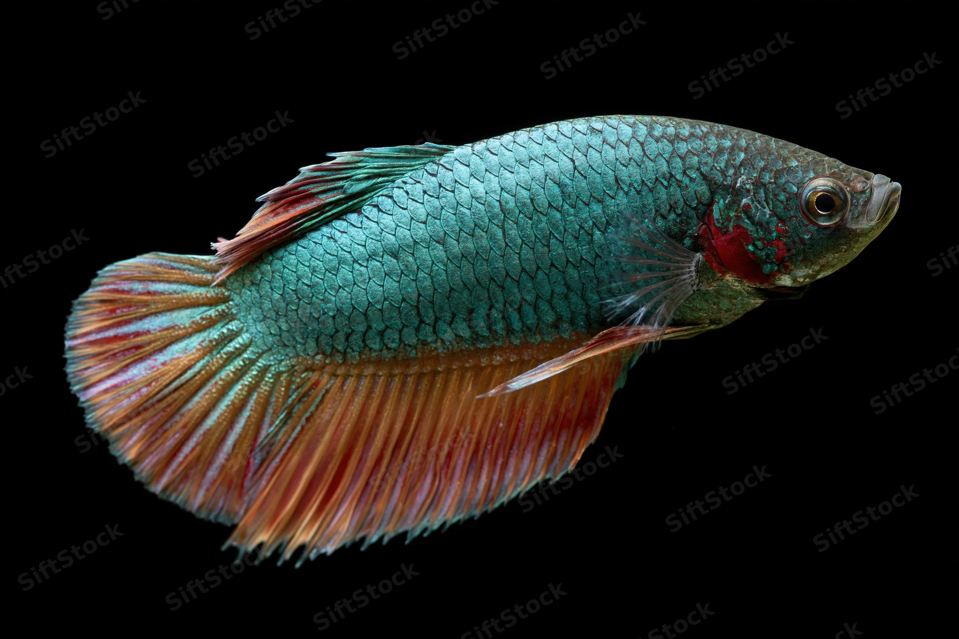 Betta fish in profile with iridescent blue-green scales and red-orange fins against black background