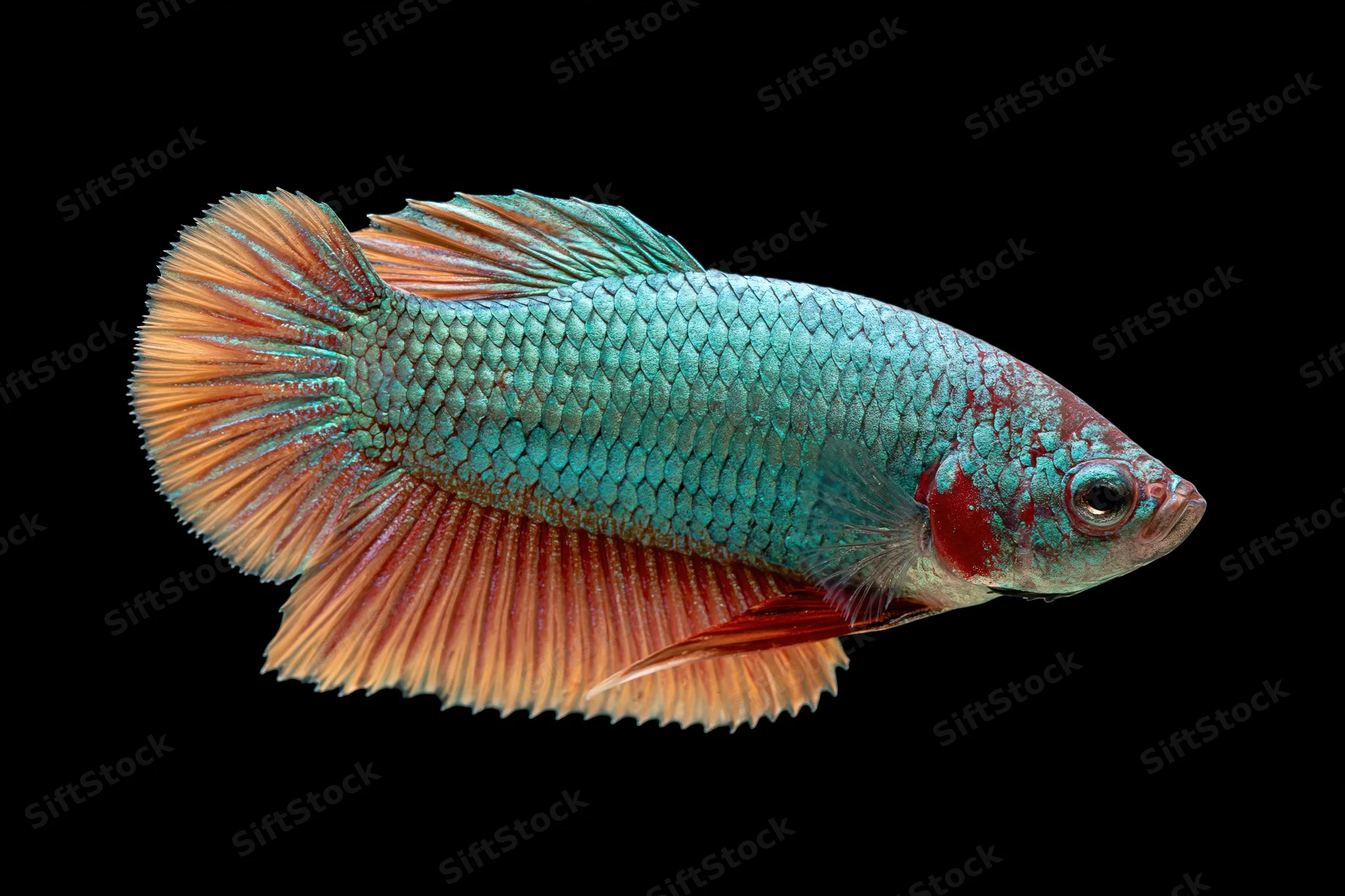Betta fish in profile with vibrant blue and red fins against black background