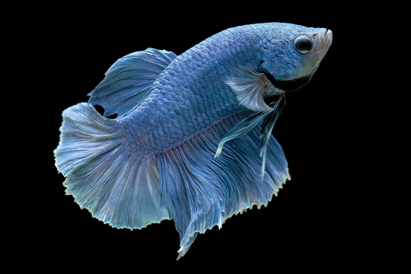 Blue betta fish with flowing crown-tail fins suspended mid-water against black background