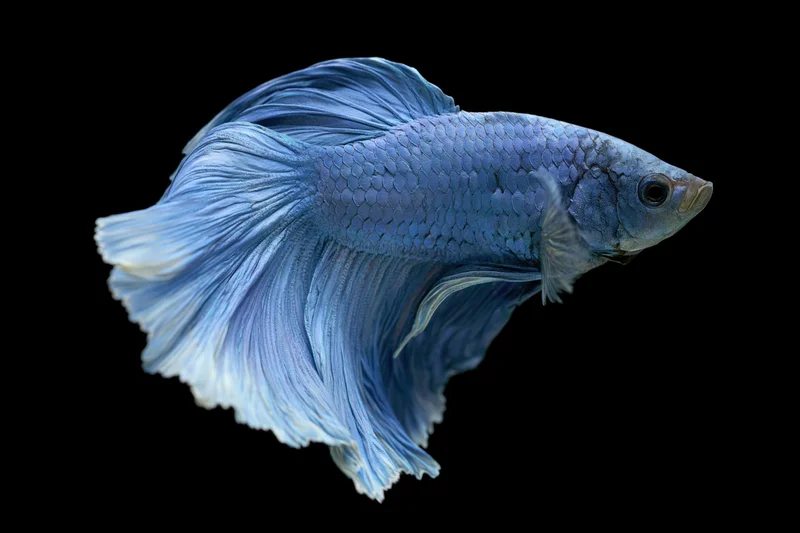 Blue betta fish with flowing crown-tail fins suspended mid-water against black background