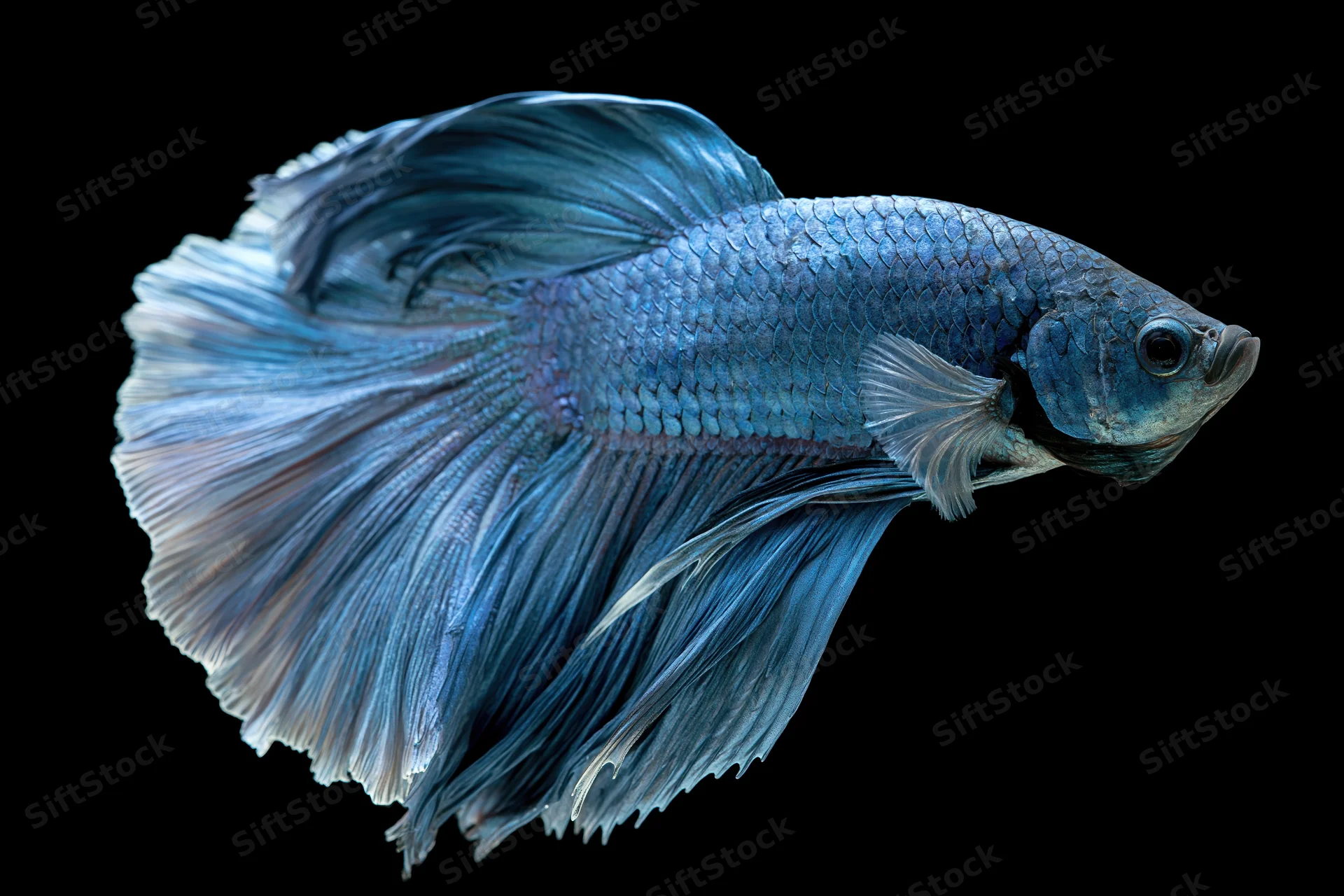 Blue betta fish swimming in profile with flowing fins against black background