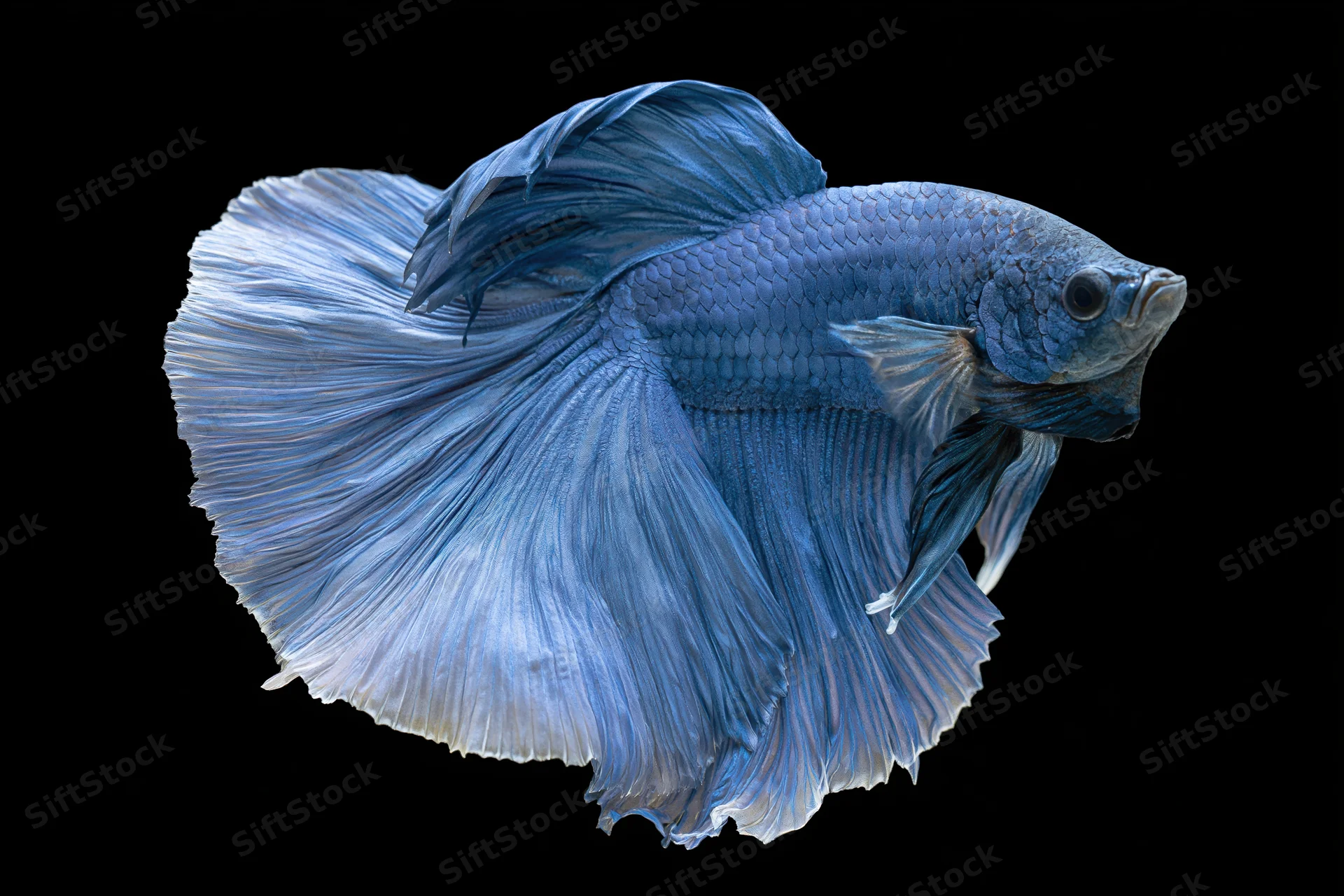 Blue betta fish with flowing fins suspended midwater against black background