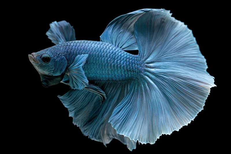 Blue betta fish with flowing fins suspended midwater against black background