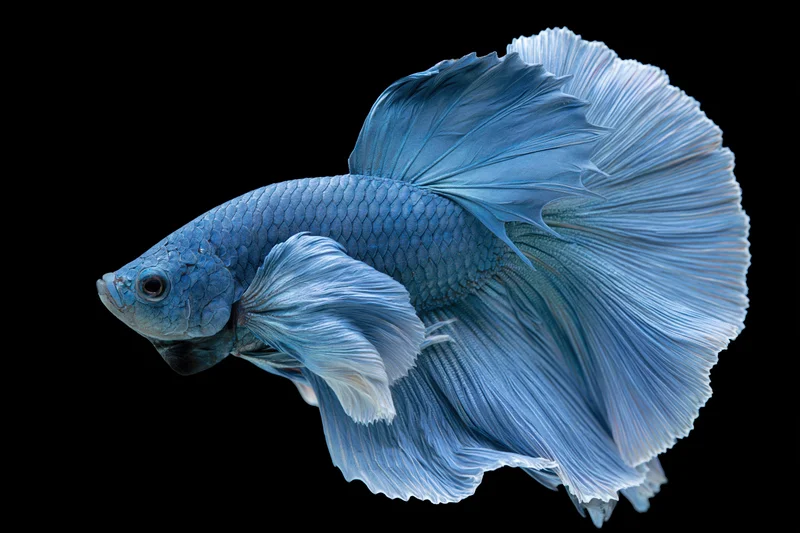 Blue betta fish with flowing fins suspended midwater against black background