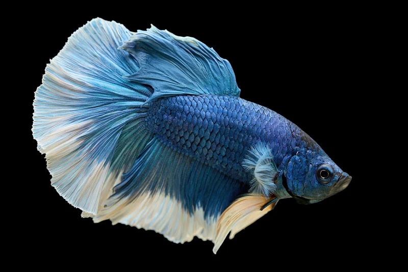 Blue halfmoon betta fish swimming mid-frame against pure black background