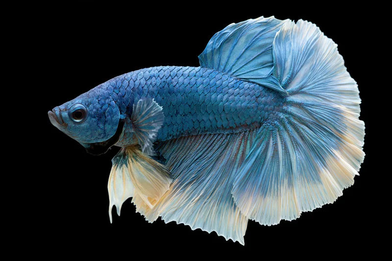 Blue halfmoon betta fish swimming against black background