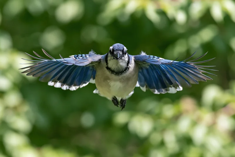 Blue jay in mid-flight with wings fully spread against green foliage background