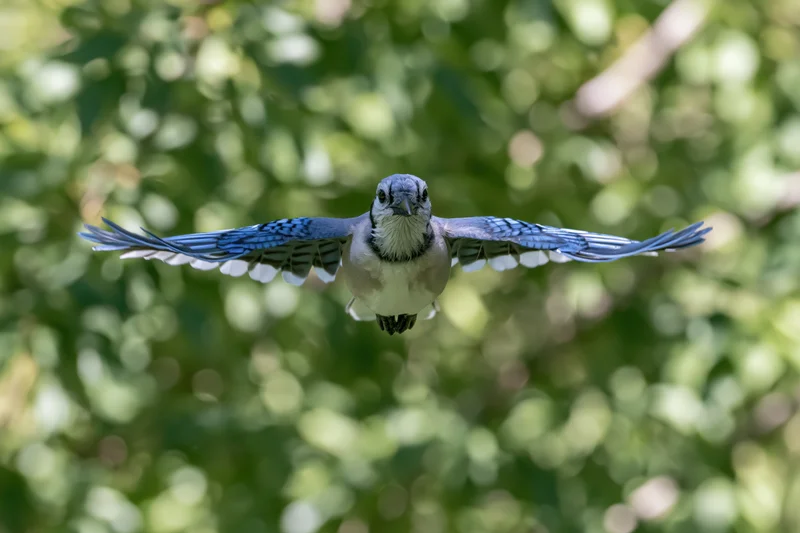 Blue jay in mid-flight with wings fully spread against a blurred green foliage background