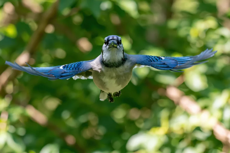 Blue jay in mid-flight with wings fully spread facing the camera in a sunlit forest