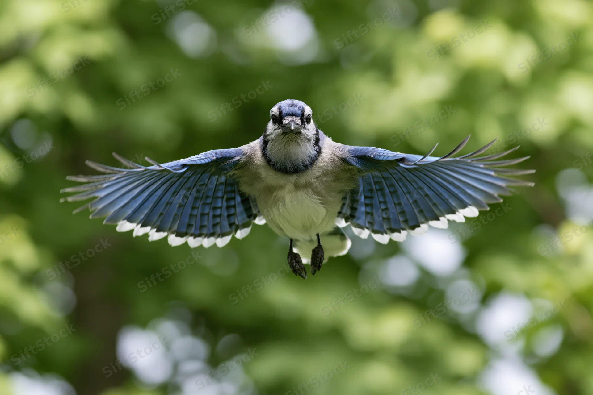 Blue jay in mid-flight with wings fully spread against green foliage background