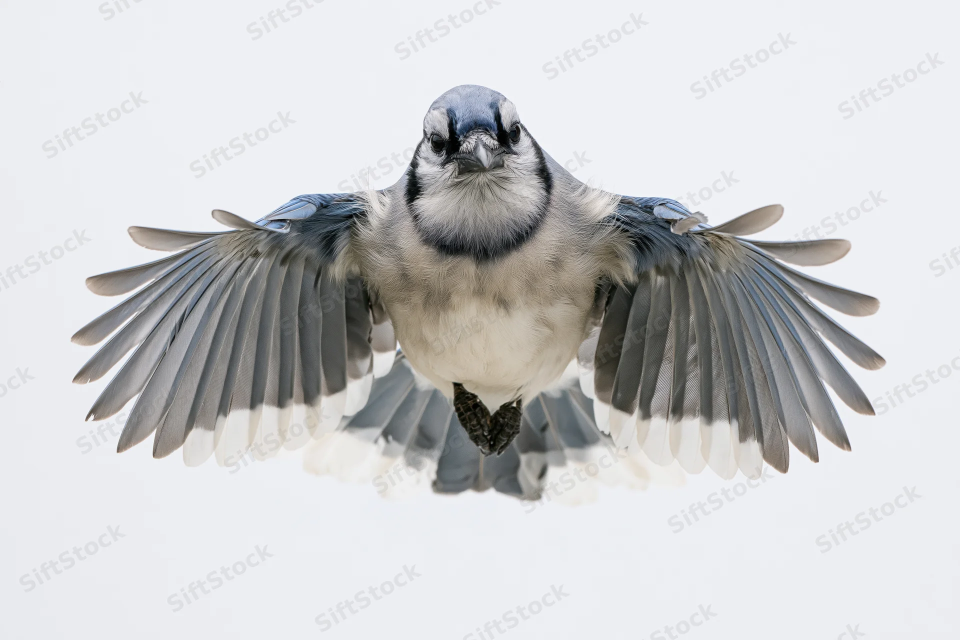 Blue jay in mid-flight with wings fully spread against white background