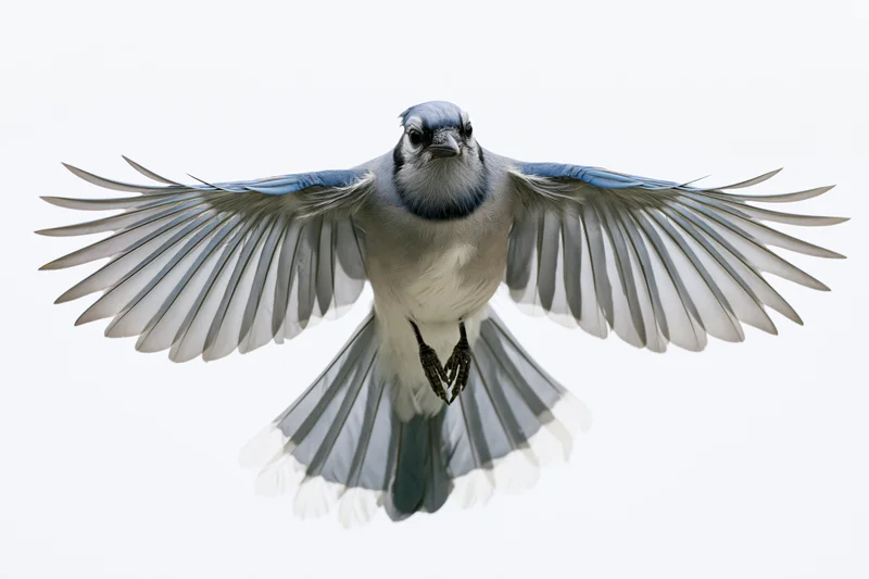 Blue jay in mid-flight with wings fully spread against white background