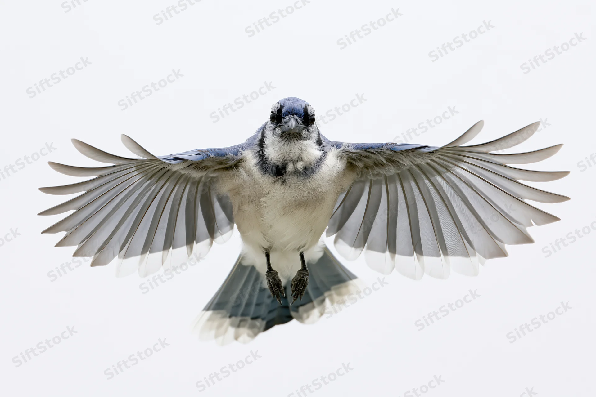 Blue jay in mid-flight with wings fully spread against white background