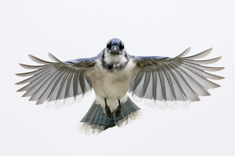 Blue jay in mid-flight with wings fully spread against white background