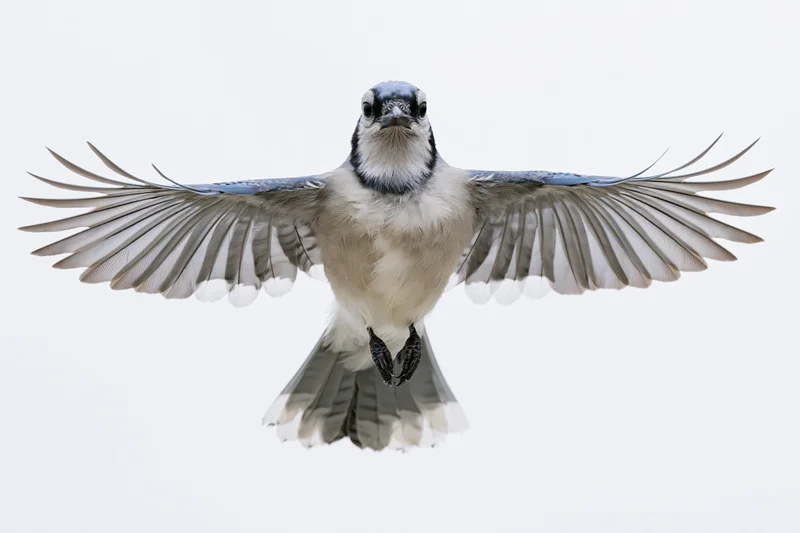 Blue jay in mid-flight with wings fully spread against white background
