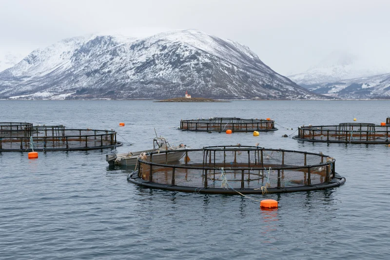 Circular net cages floating on calm bay water with snow-covered mountains in background