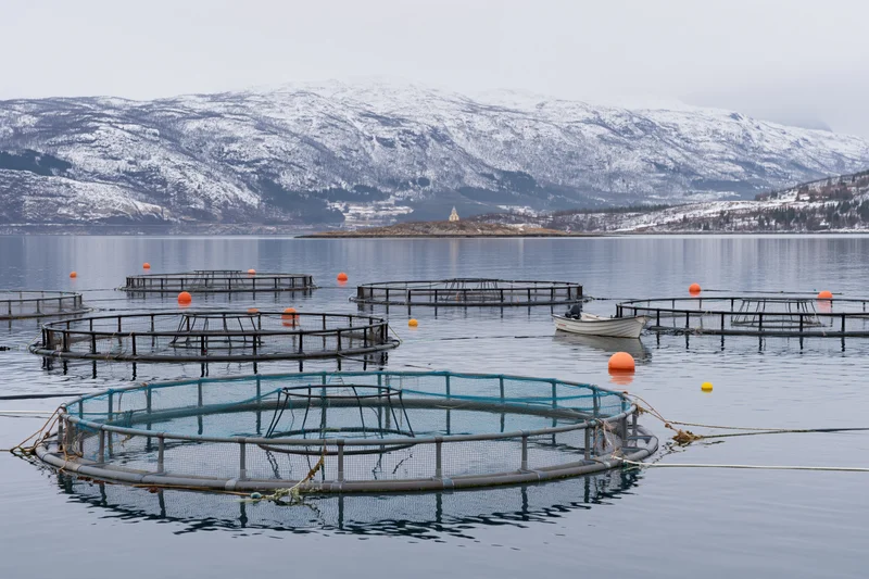 Circular net cages floating on calm bay water with snow-covered mountains in background