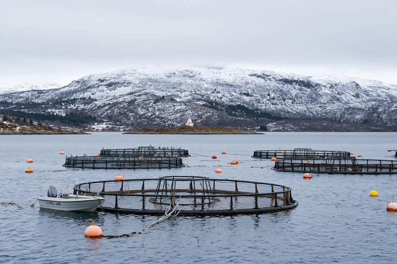 Circular net cages for fish farming floating on a calm bay with a snow-covered mountain in the background and a small motorboat nearby