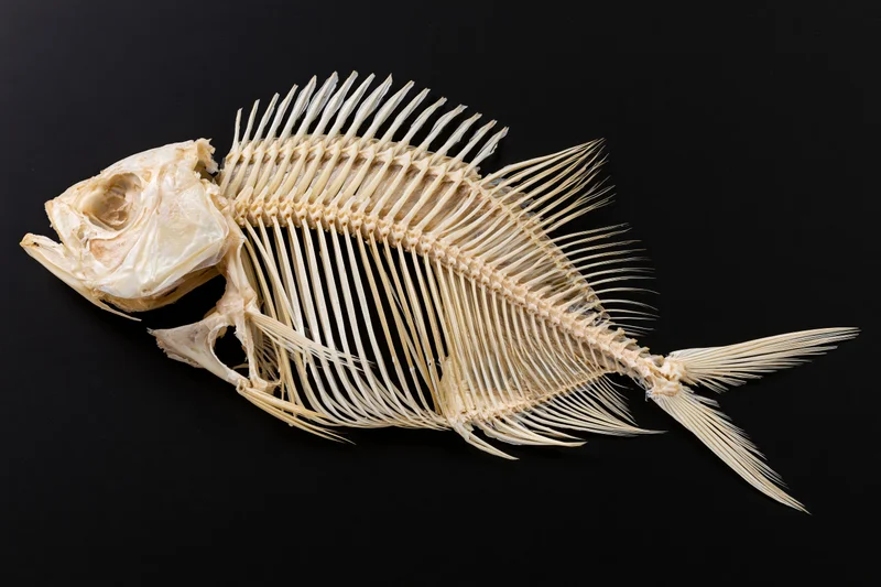Fish skeleton displayed laterally against a black background
