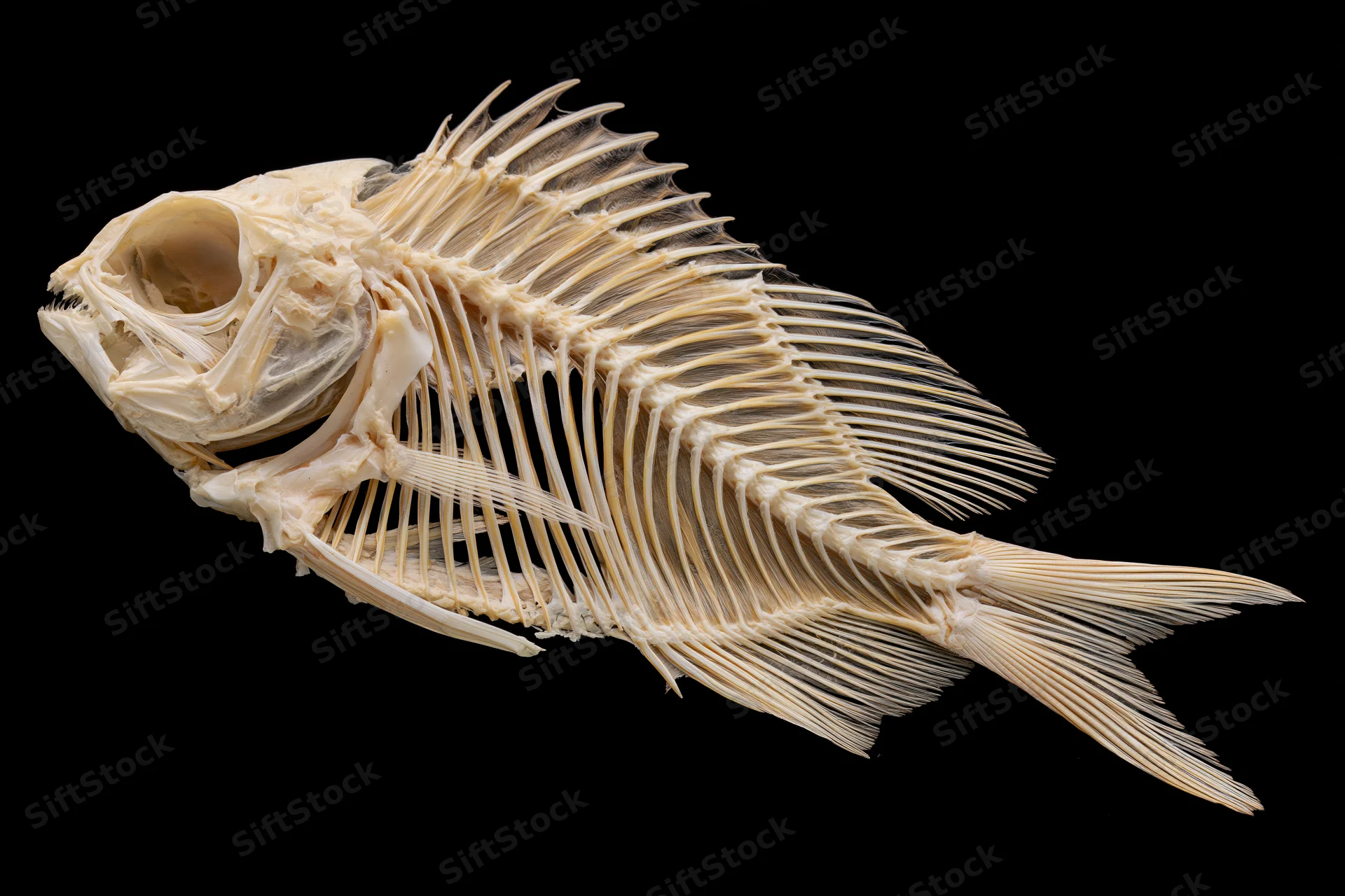 Fish skeleton displayed laterally against a black background
