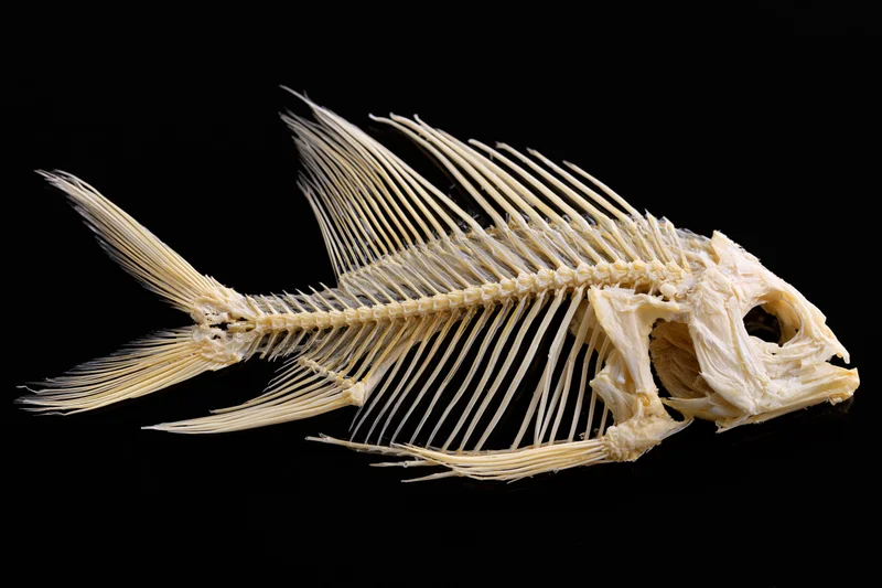 Fish skeleton displayed laterally against a black background