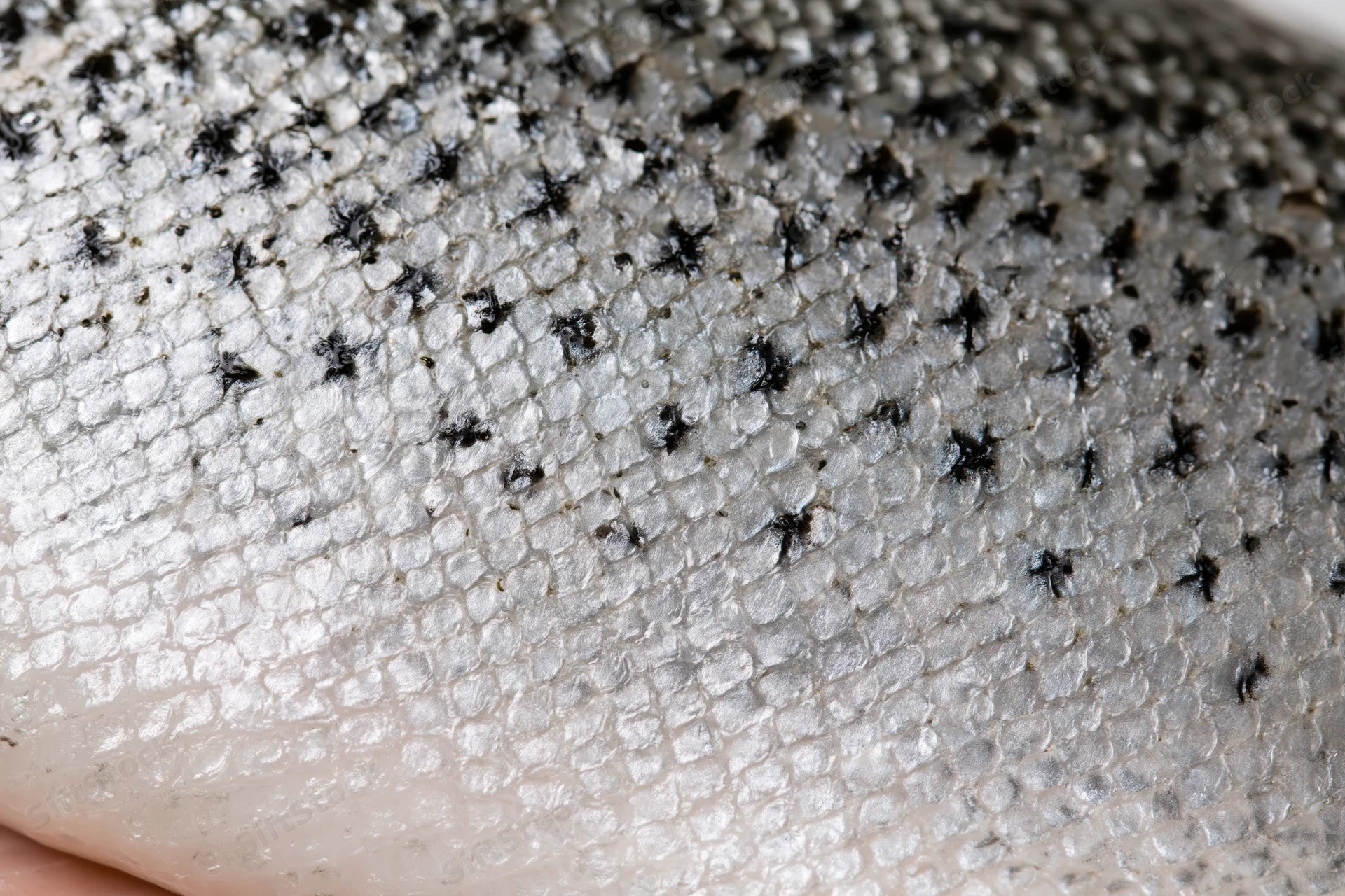 Close-up of fresh atlantic salmon skin showing detailed silver scales with black speckles