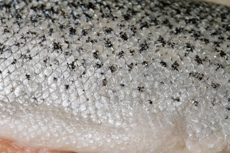 Close-up of fresh atlantic salmon skin showing detailed silver scales with black speckles