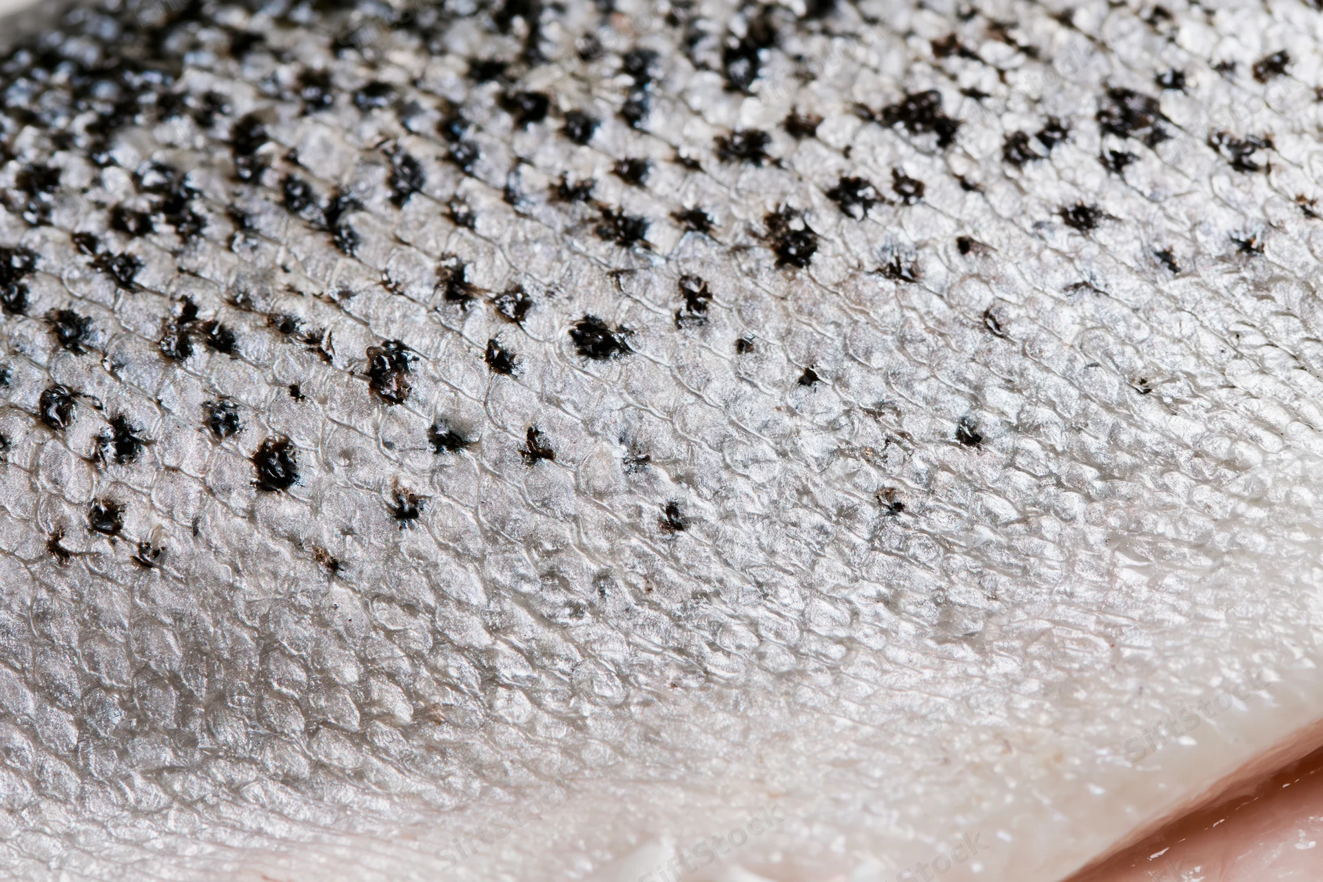 Close-up of fresh salmon skin showing detailed scales and speckled texture