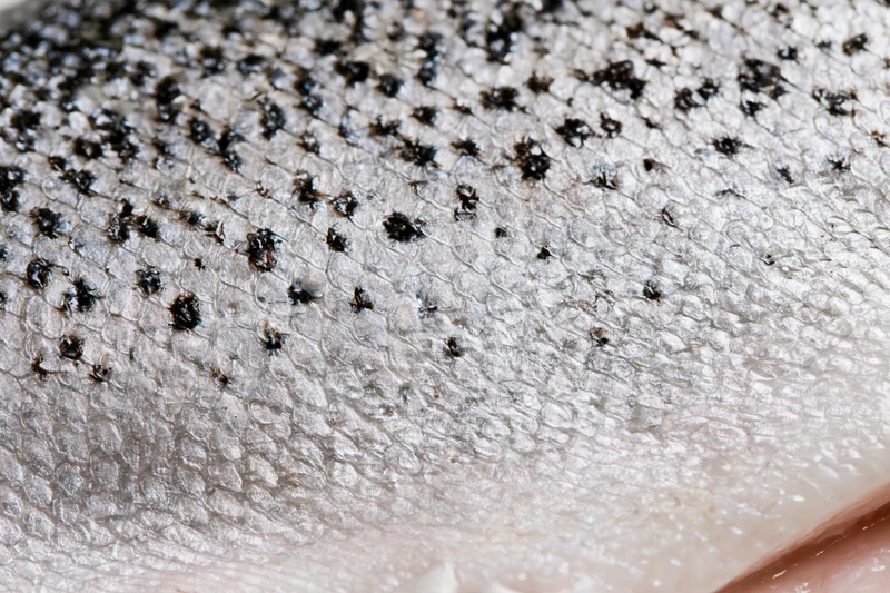 Close-up of fresh salmon skin showing detailed scales and speckled texture