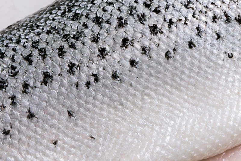 Close-up of fresh Atlantic salmon skin showing detailed silver scales with black speckles and smooth white underbelly