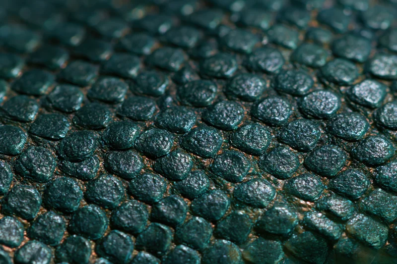 Close-up of iridescent reptile scales showing detailed texture and overlapping pattern