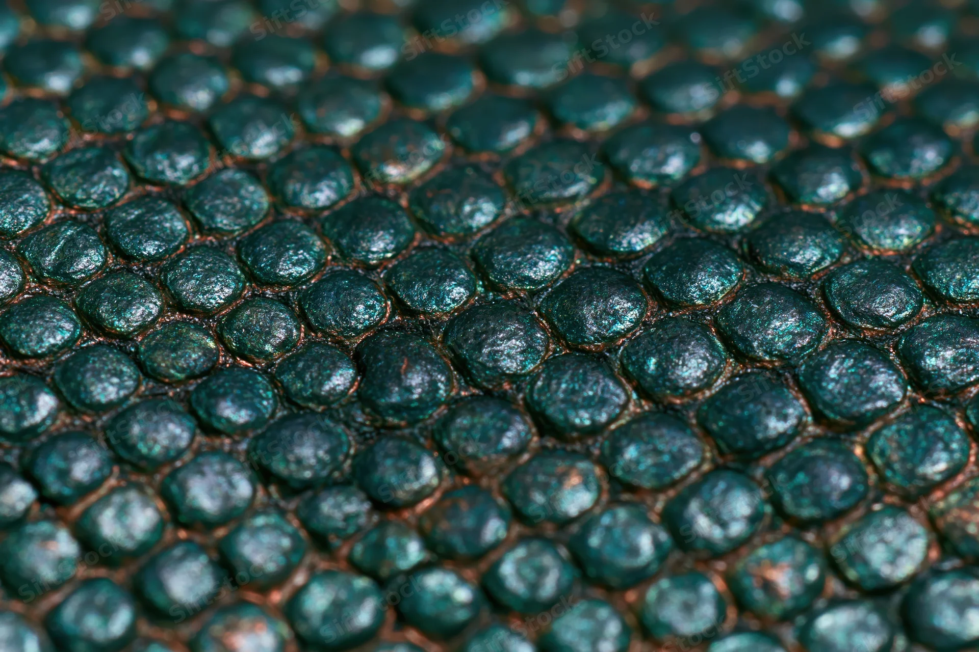 Close-up of iridescent reptile scales showing detailed texture and metallic sheen