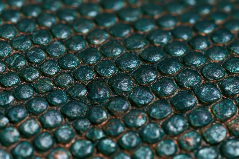 Close-up of iridescent reptile scales showing detailed texture and metallic sheen