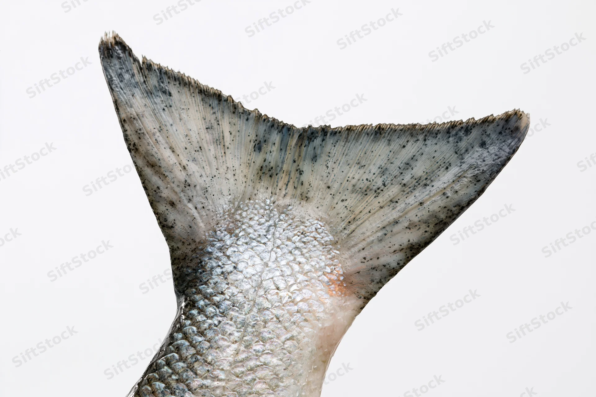 Close-up of a fresh salmon tail fin isolated against a white background
