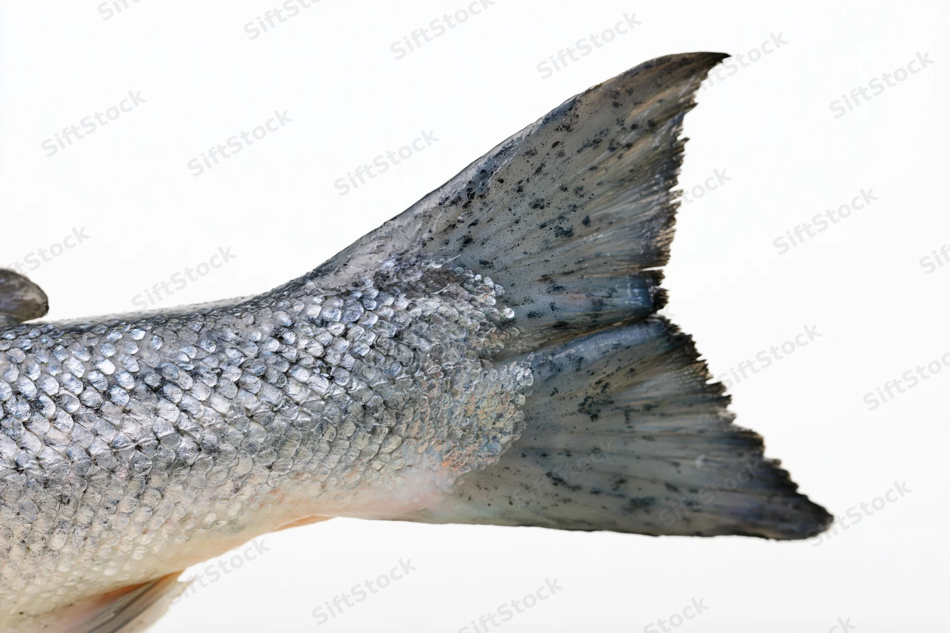 Close-up of a fresh salmon tail fin isolated against a white background