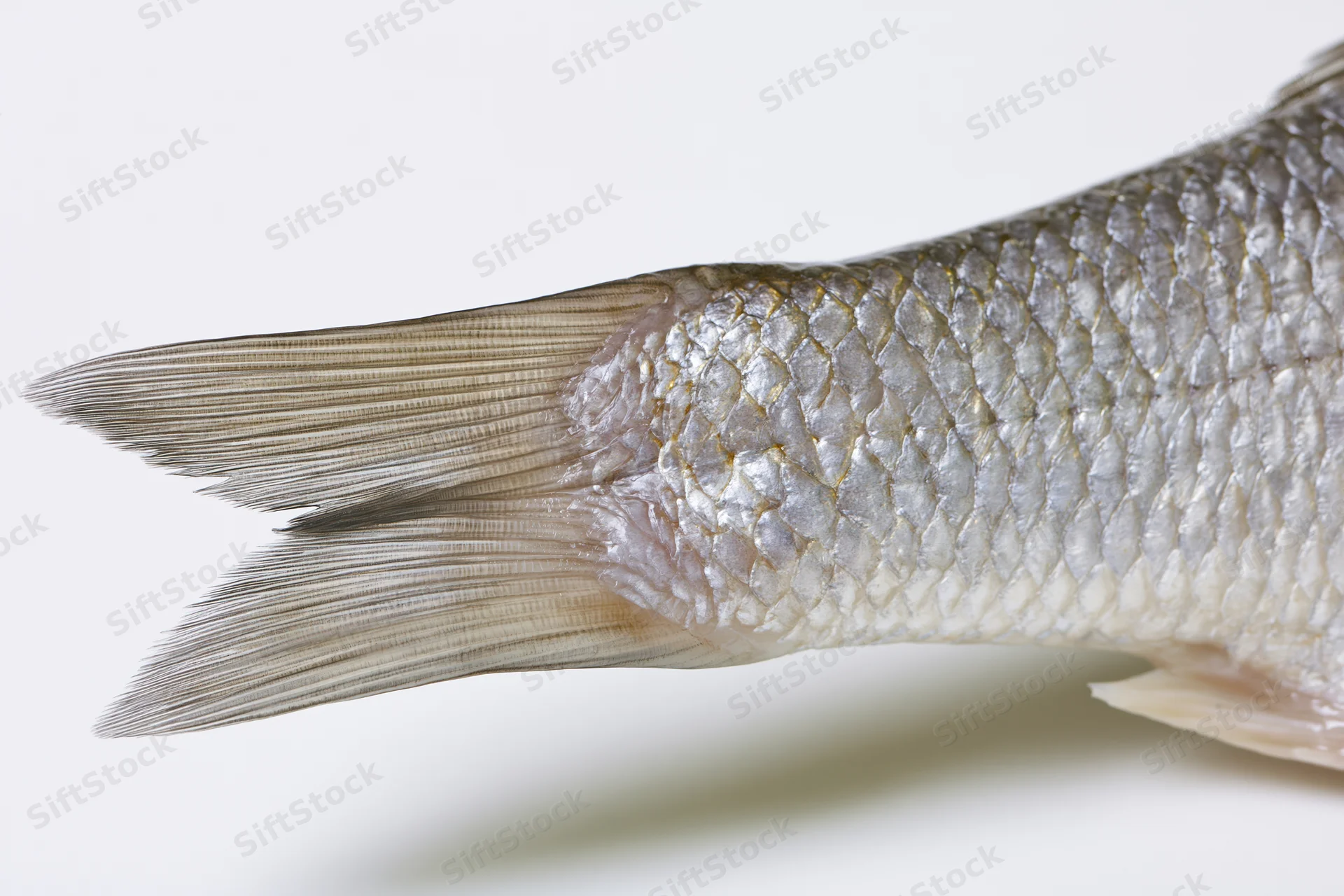 Close-up of a raw fish tail and rear body section isolated on white background
