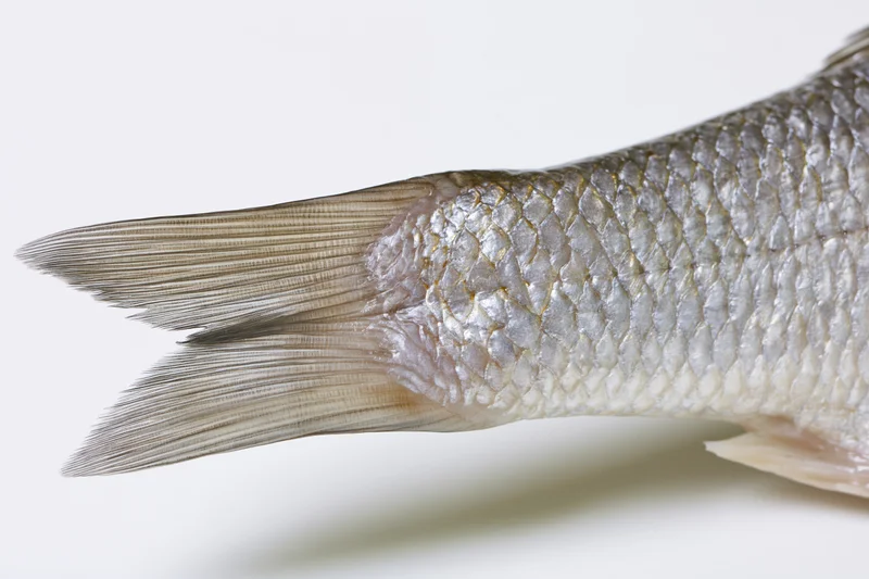 Close-up of a raw fish tail and rear body section isolated on white background