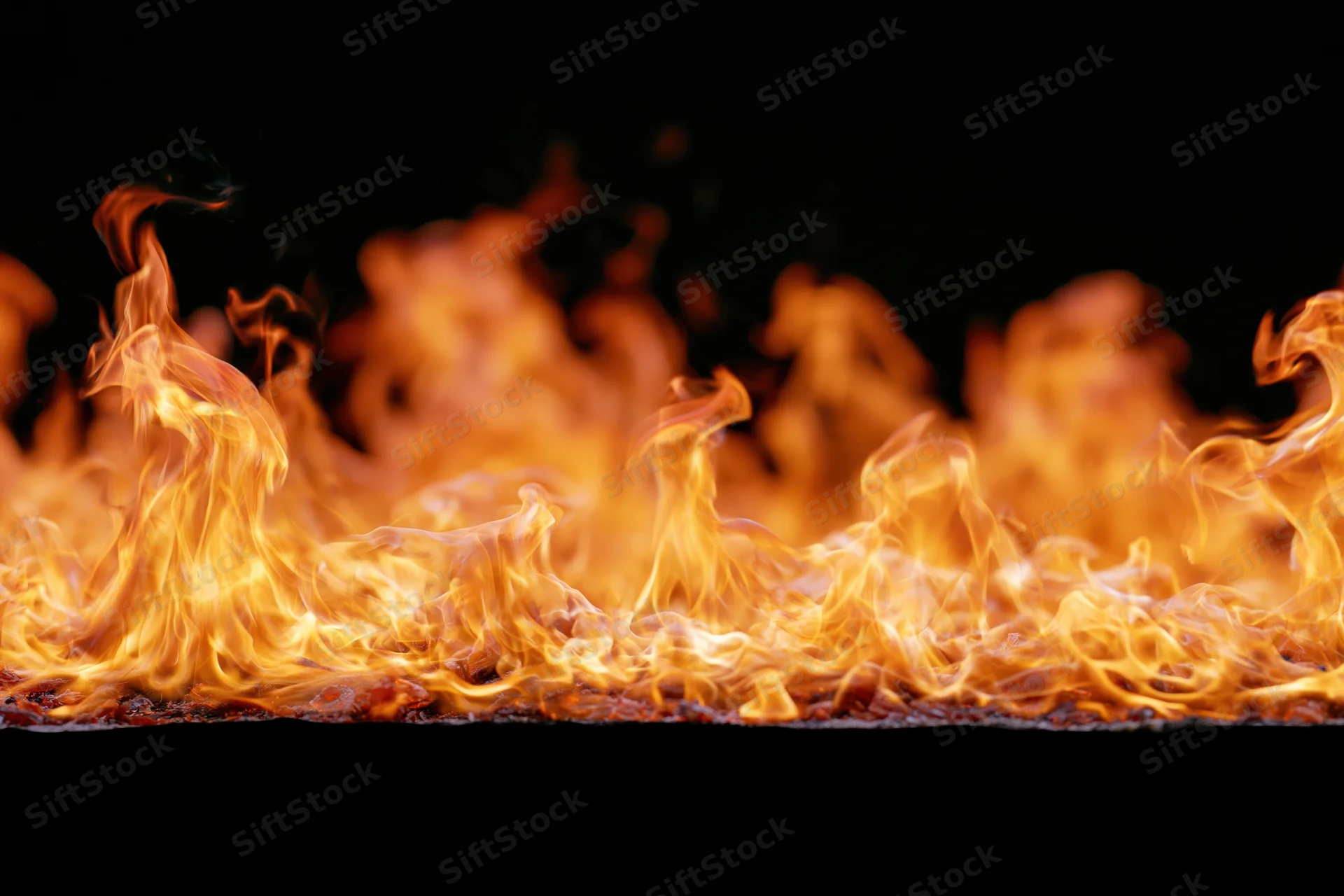 Close-up of wild fire flames leaping and curling dynamically against black background