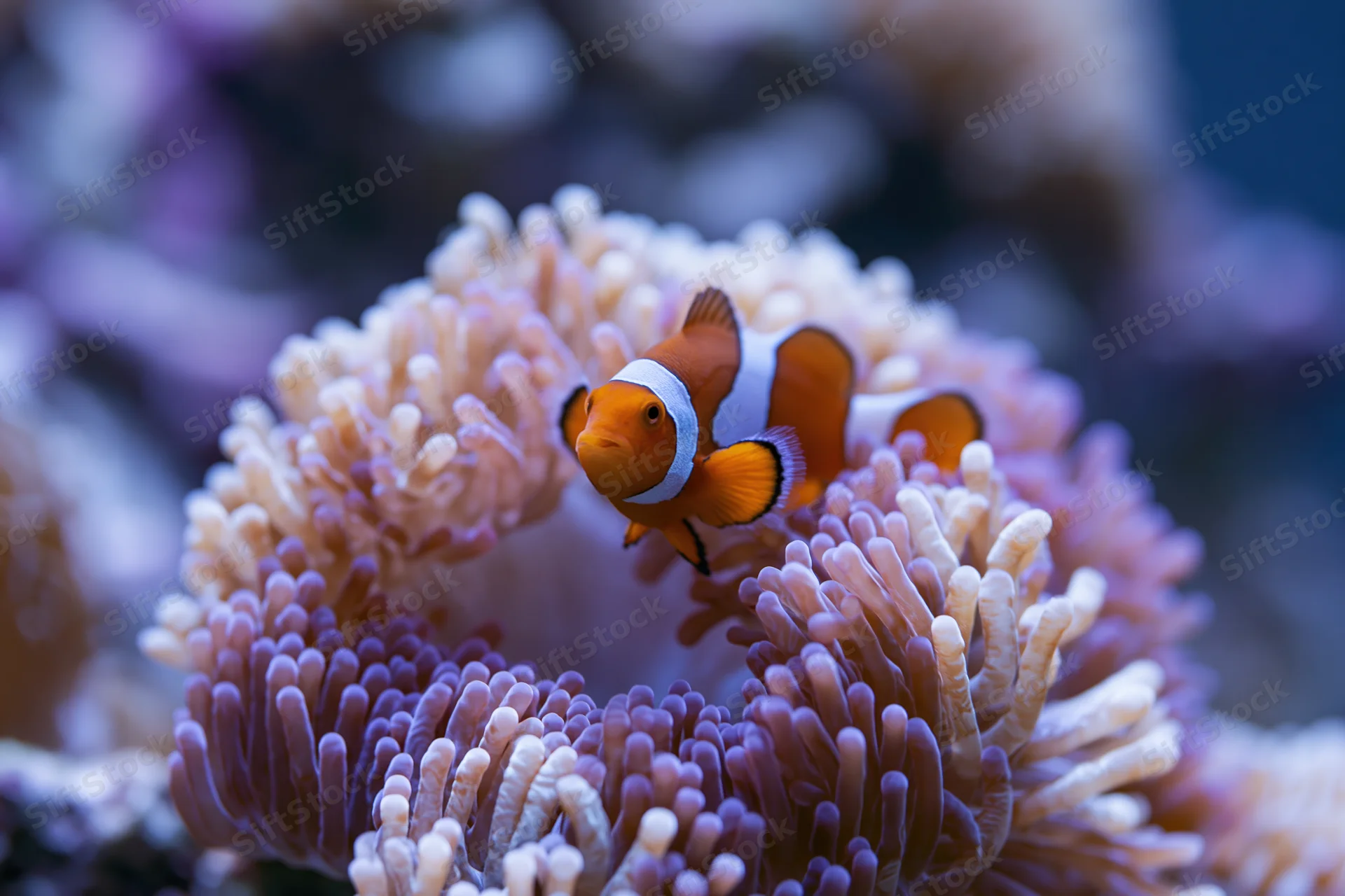 Clownfish hovering among sea anemone tentacles in a coral reef aquarium