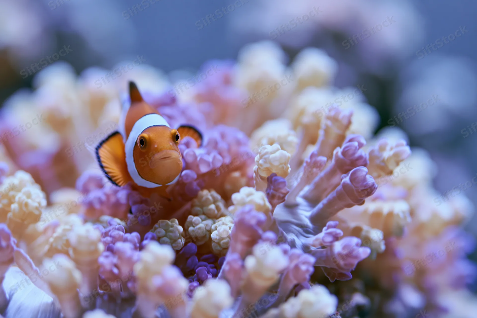 Clownfish hovering among sea anemone tentacles in an aquarium